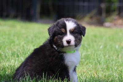 Les chiots de Berger Australien