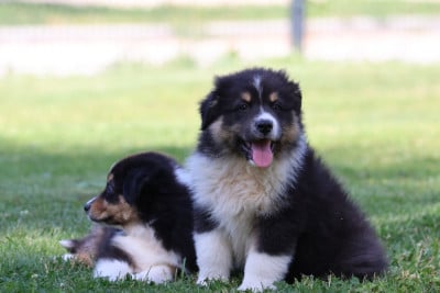Les chiots de Berger Australien