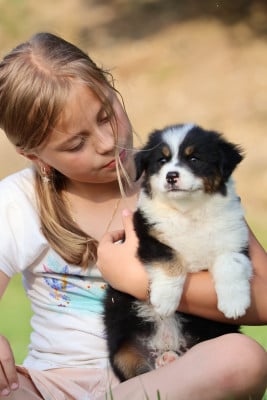 Les chiots de Berger Australien