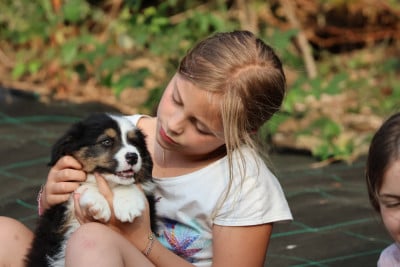 Les chiots de Berger Australien