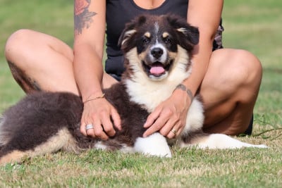 Les chiots de Berger Australien