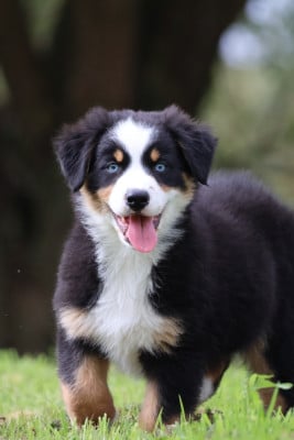 Les chiots de Berger Australien