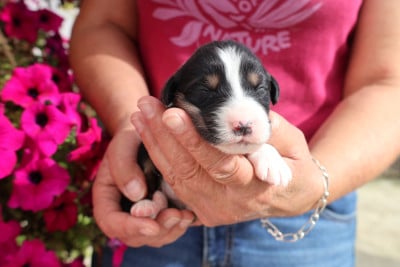 Les chiots de Berger Australien