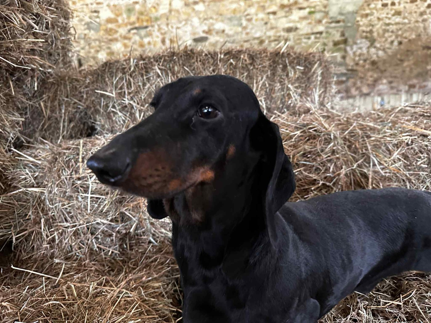Ilex Auréu's Un Jujubee