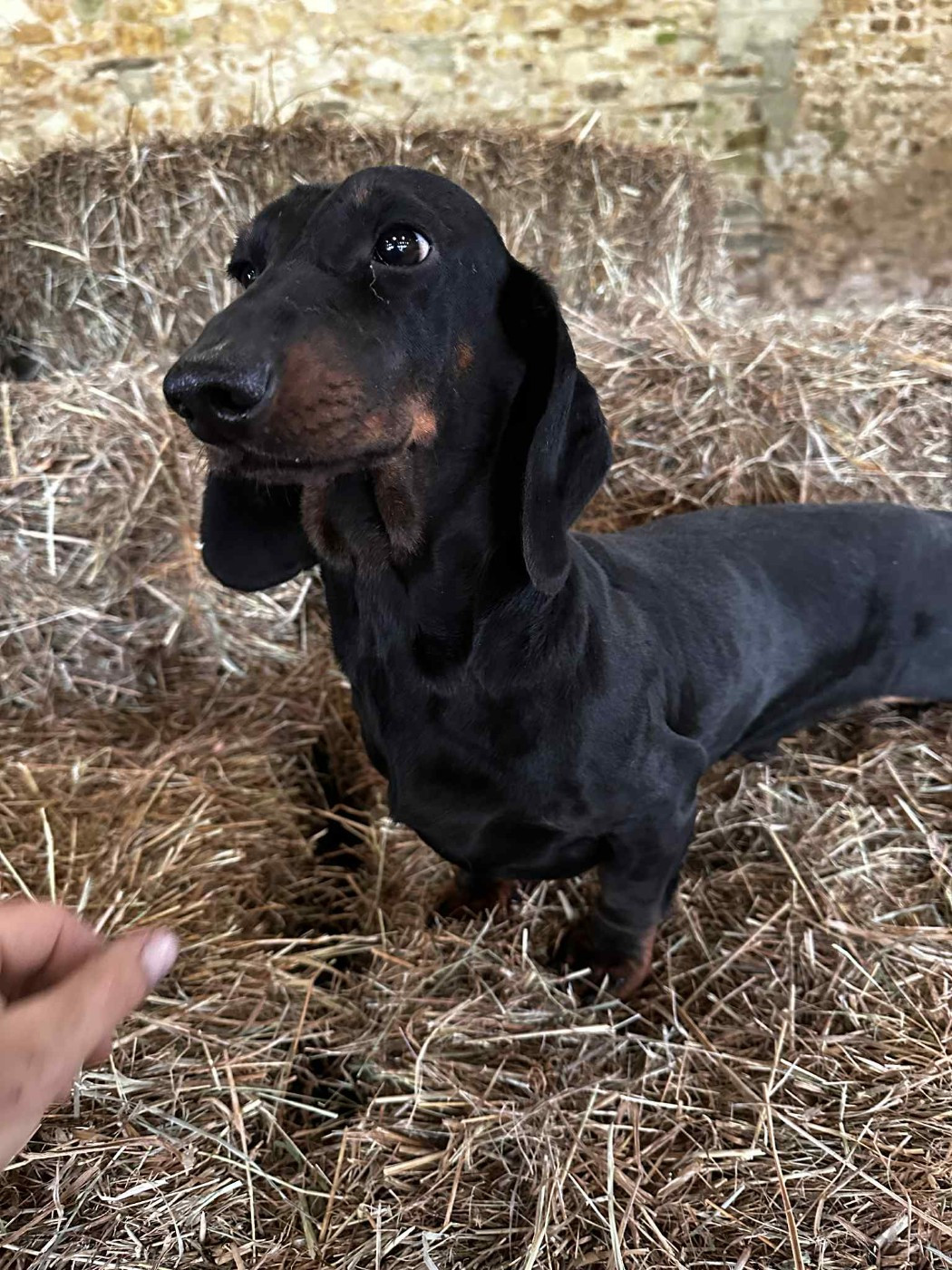 Ilex Auréu's Un Jujubee