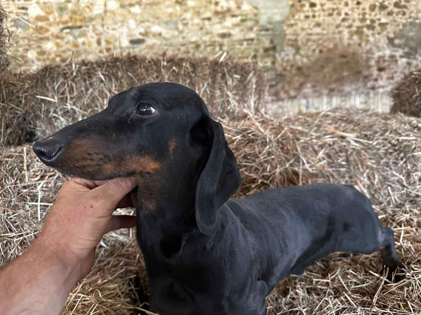Ilex Auréu's Un Jujubee