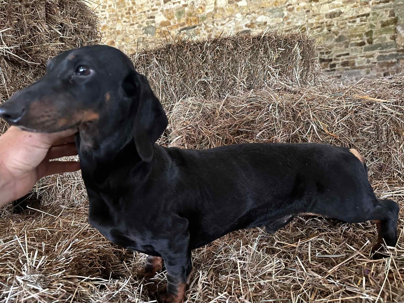 Ilex Auréu's Un Jujubee