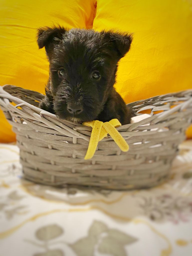 Femelle Collier Jaune