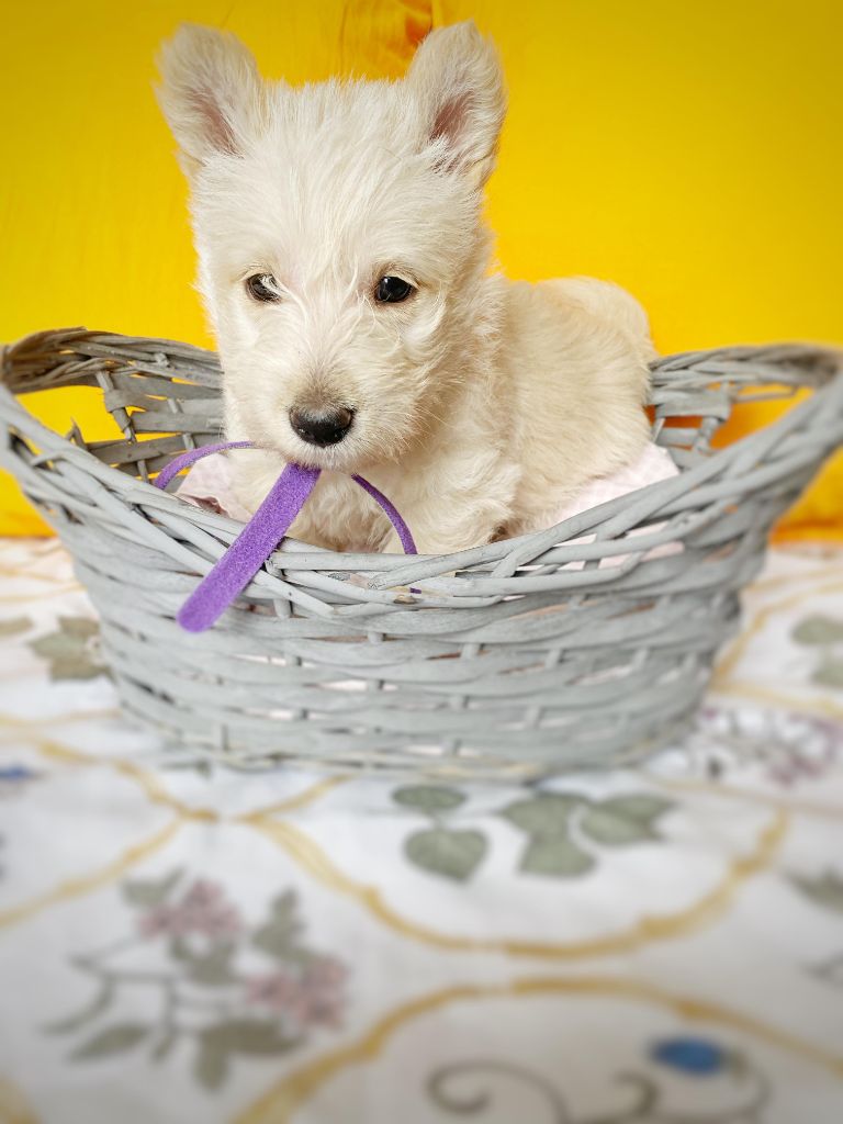 Femelle Collier Violet