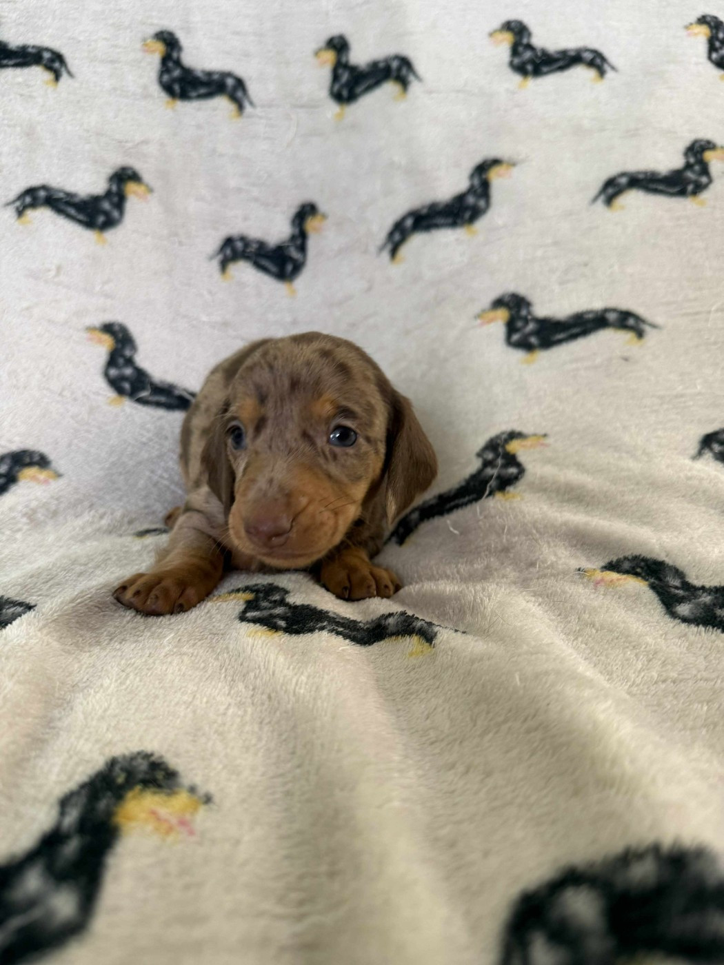 1ere Femelle Arlequine