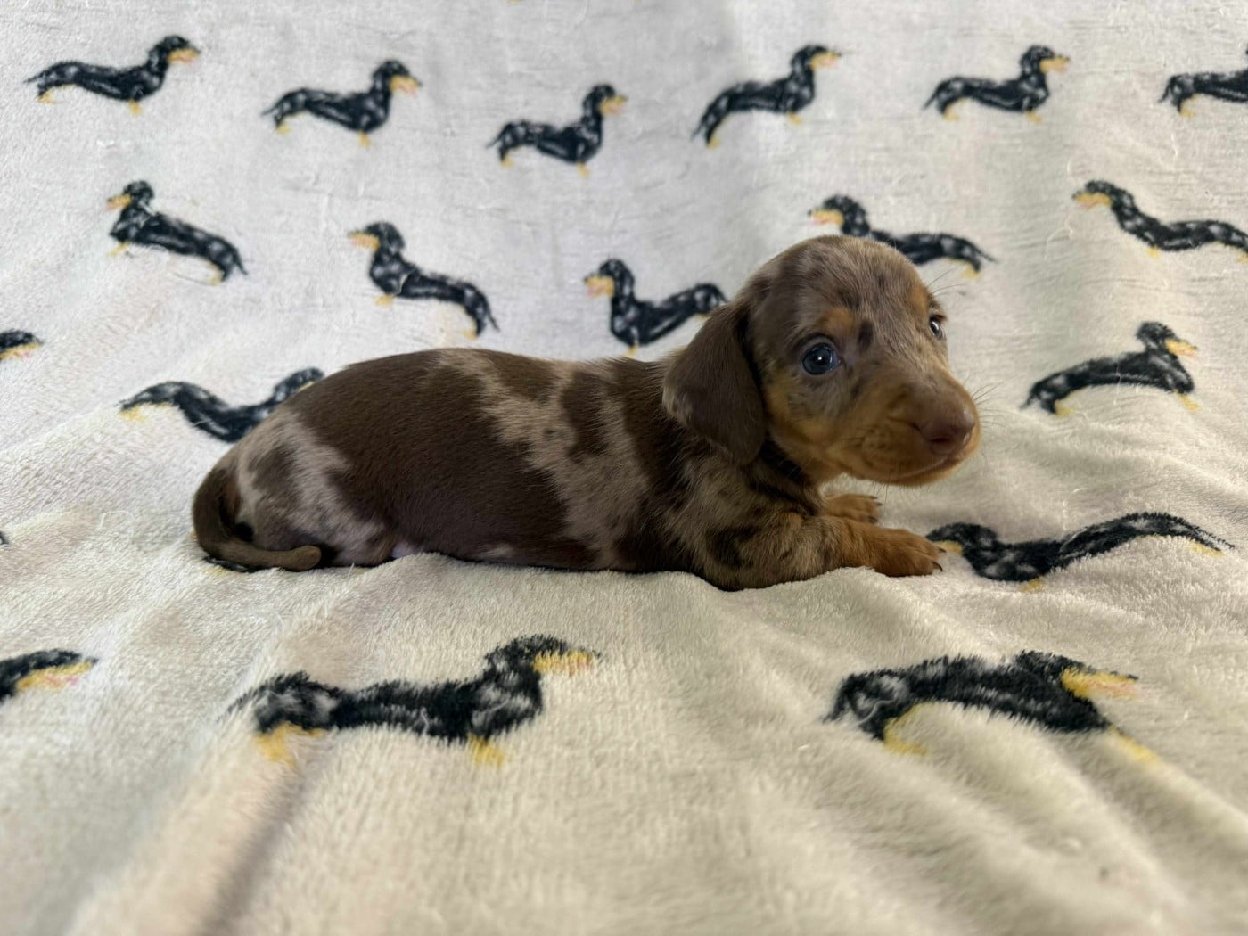 1ere Femelle Arlequine