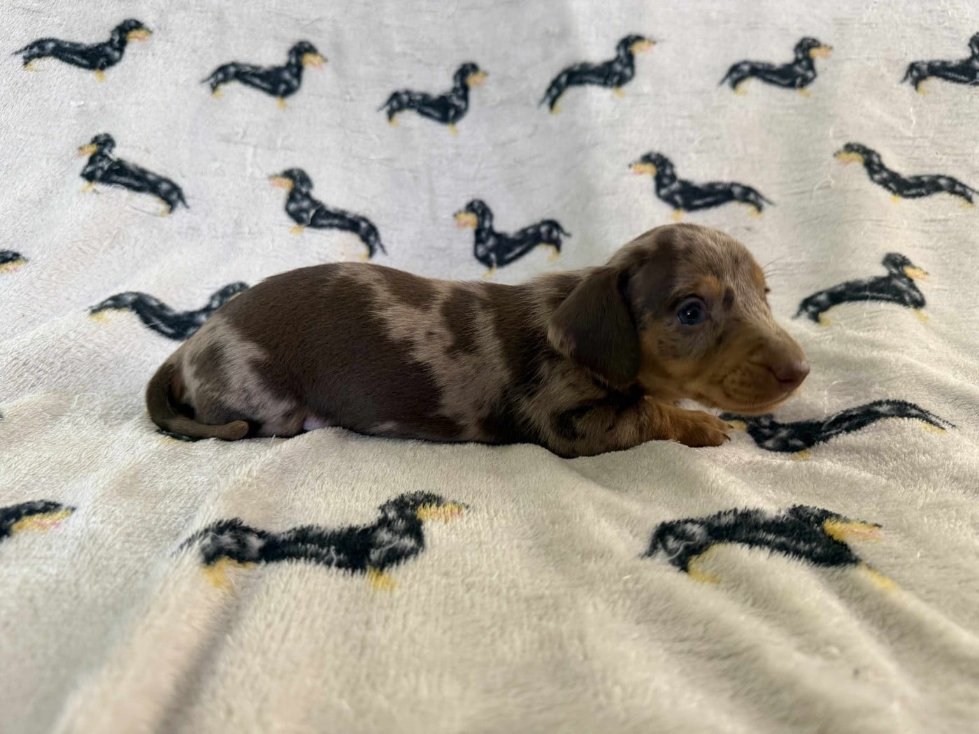 1ere Femelle Arlequine