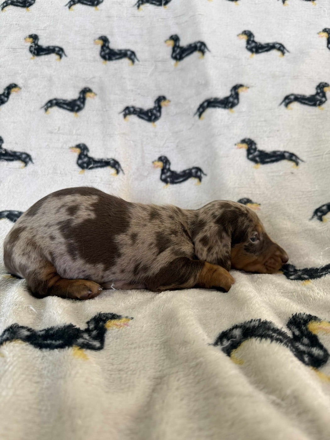 2e Femelle Arlequine