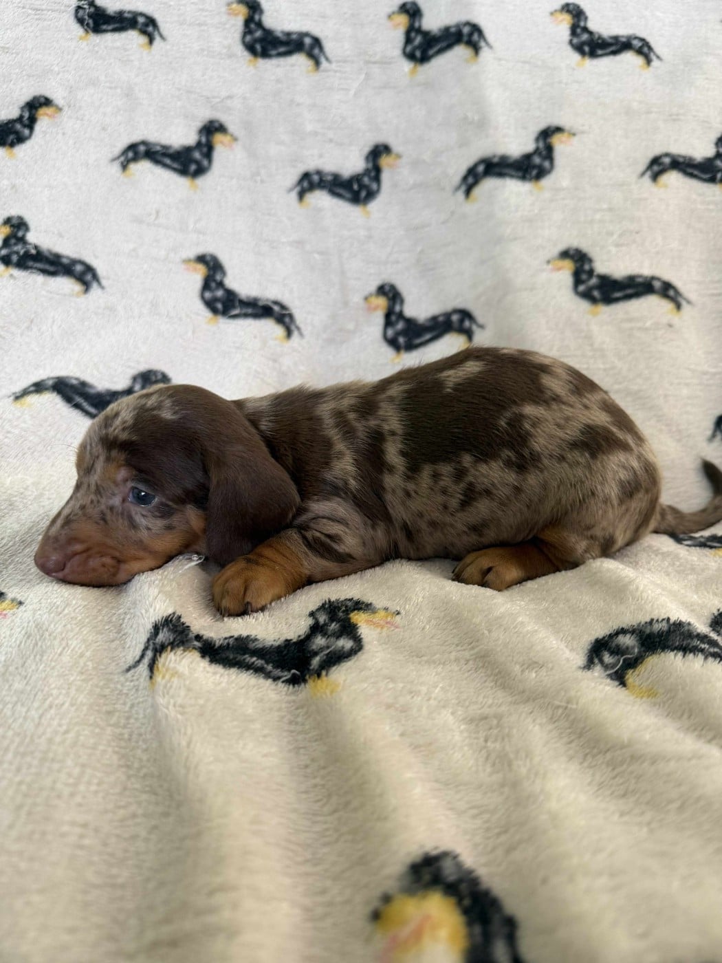 2e Femelle Arlequine