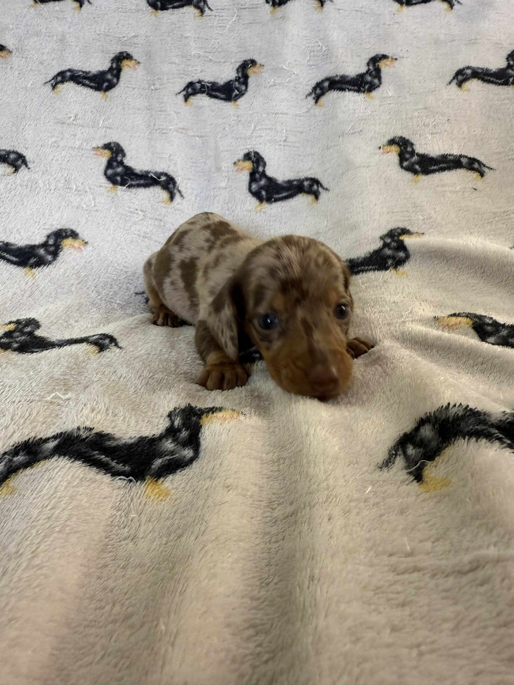 Teckel poil ras - Gabéric's