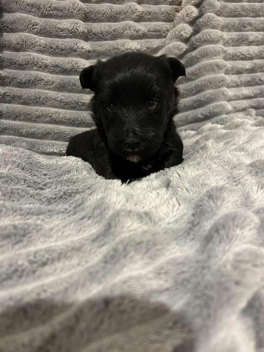 Scottish Terrier - Gabéric's