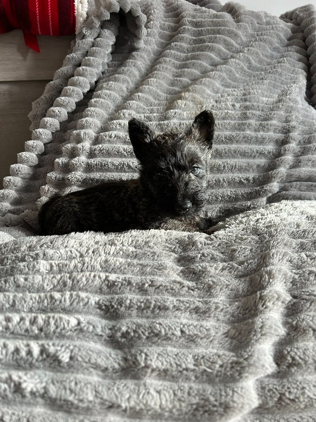 Scottish Terrier - Gabéric's