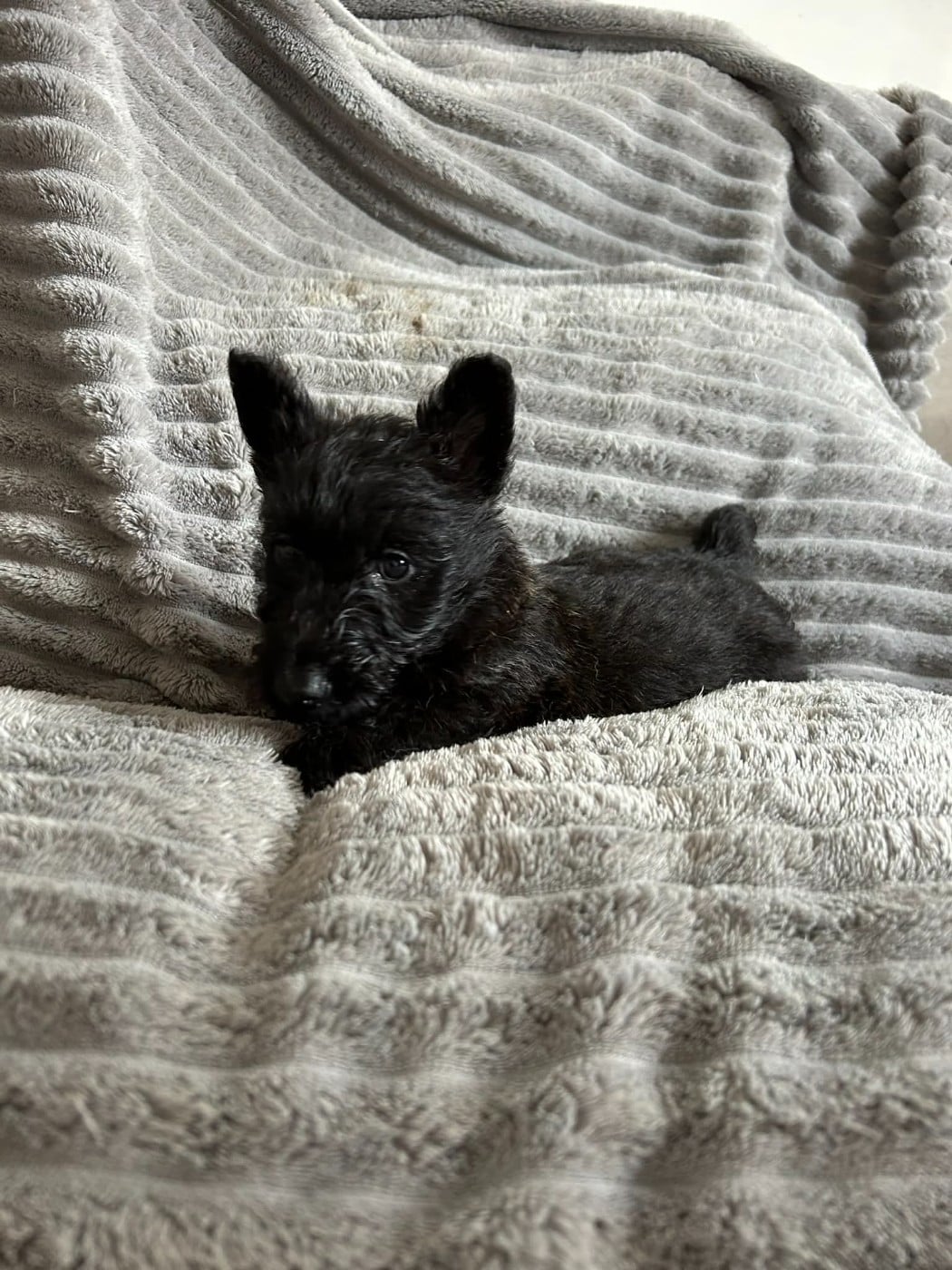 Femelle Bringée foncée