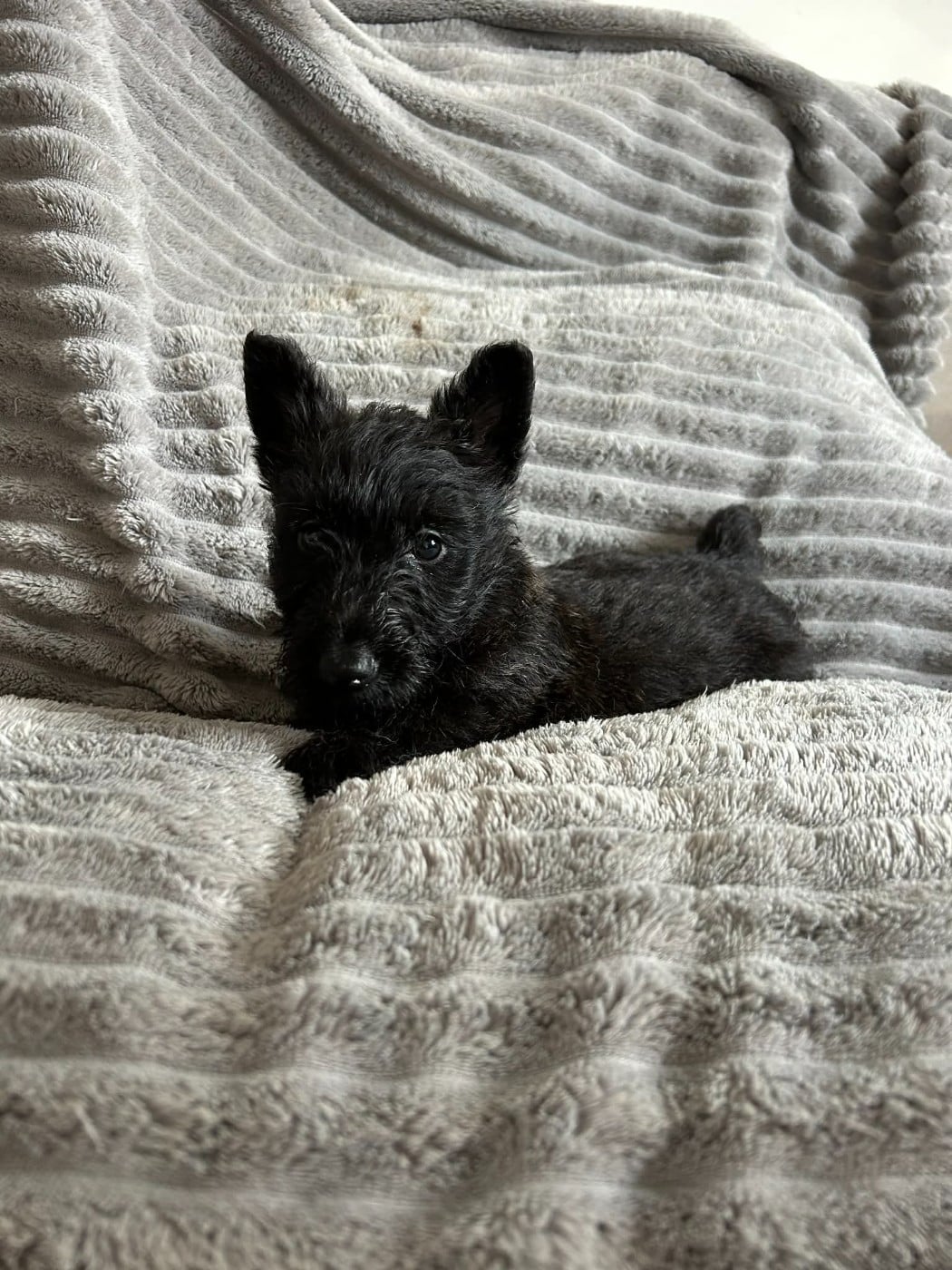 Femelle Bringée foncée