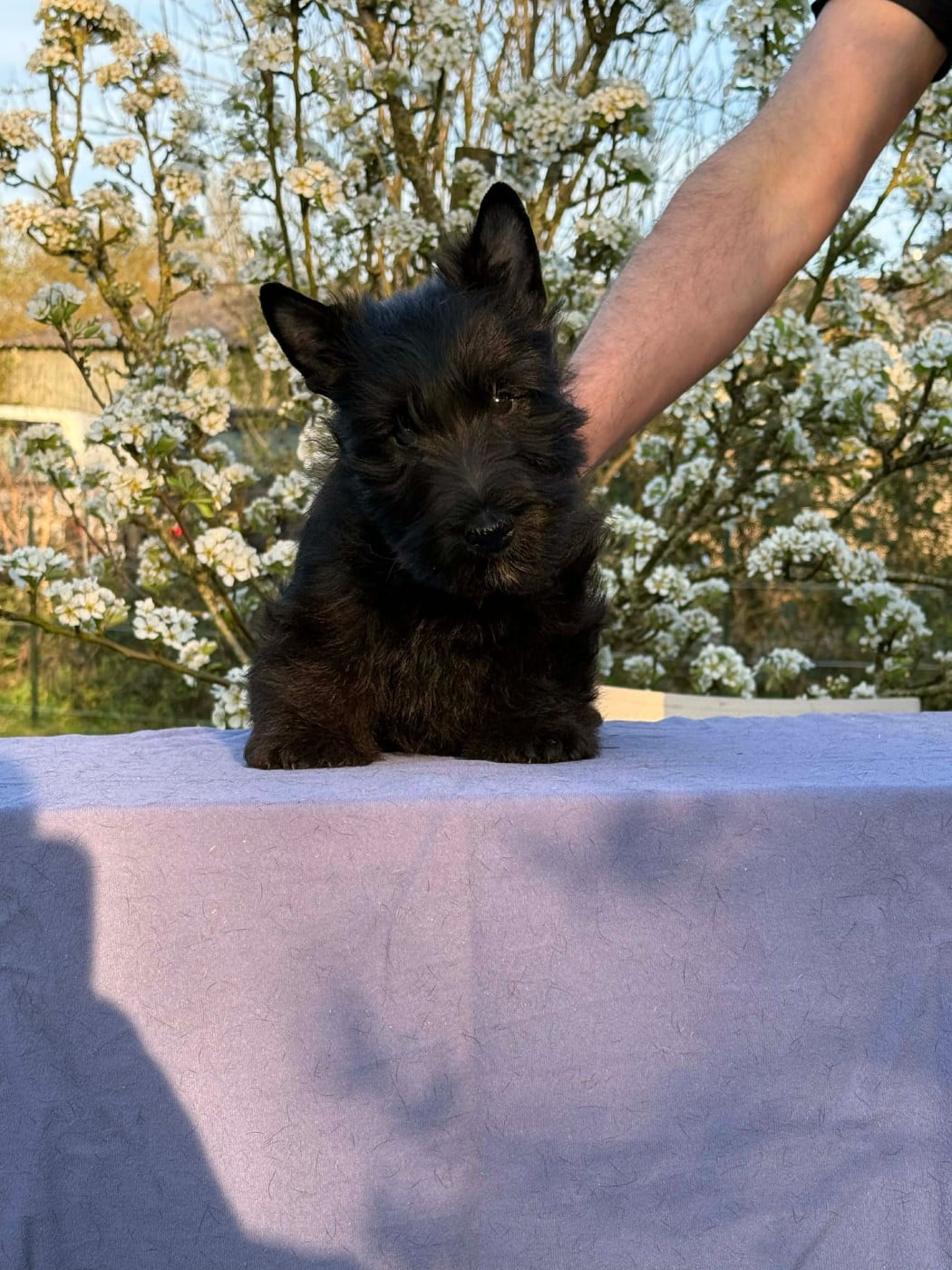 Scottish Terrier - Gabéric's