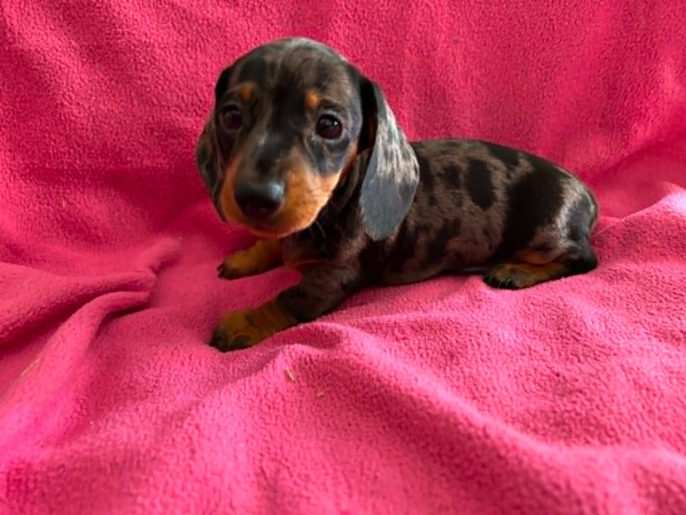 Femelle Arlequine Noir et Feu Coco