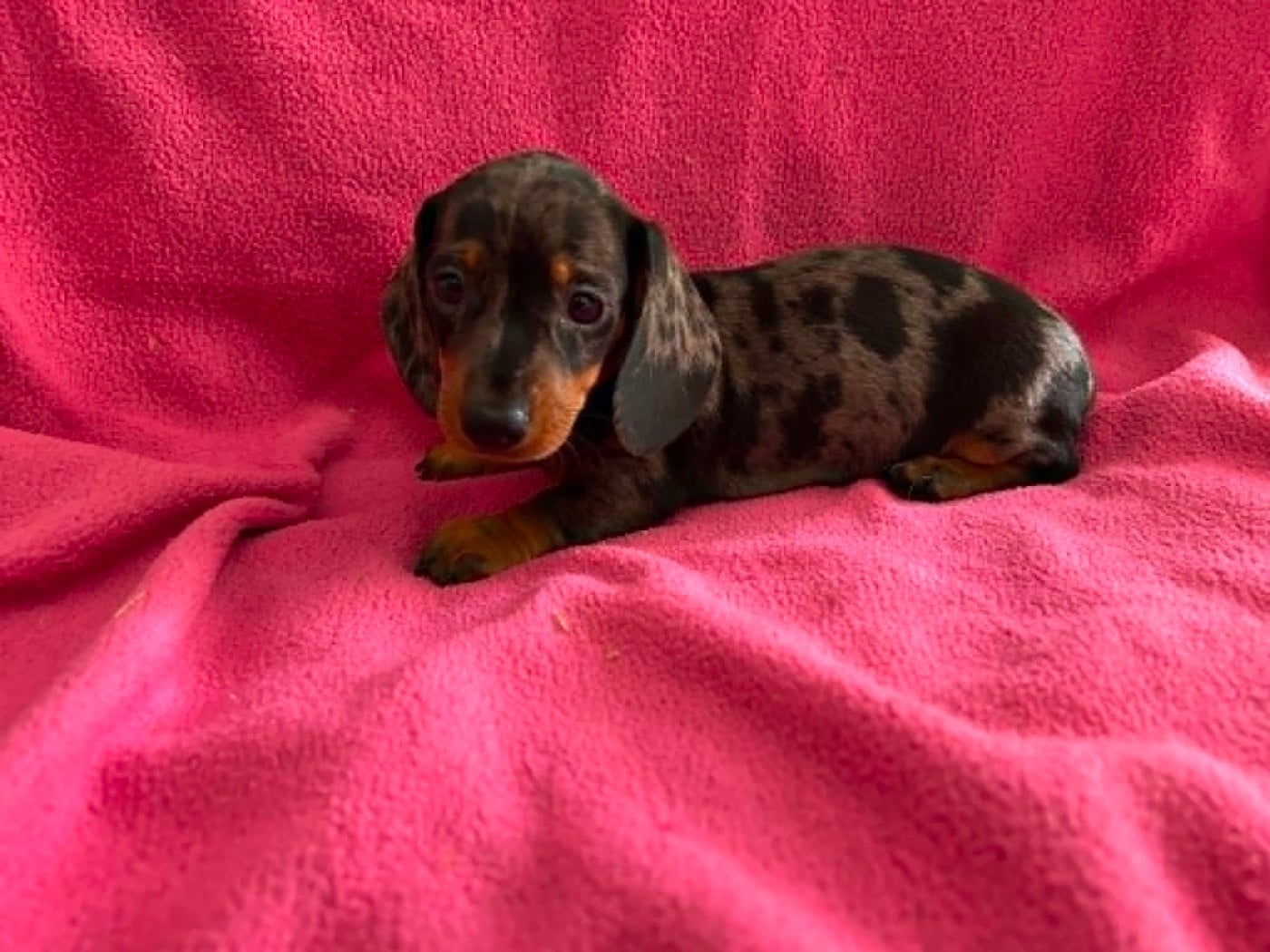 Femelle Arlequine Noir et Feu Coco