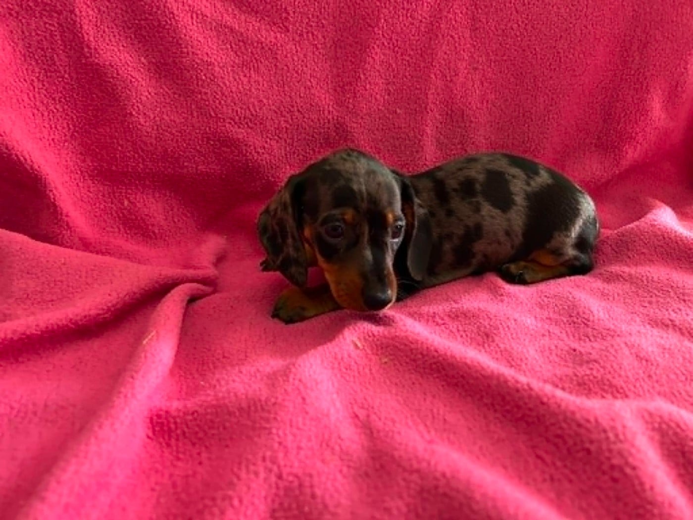 Femelle Arlequine Noir et Feu Coco