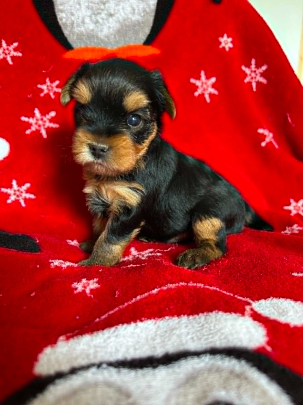 Yorkshire Terrier - Gabéric's