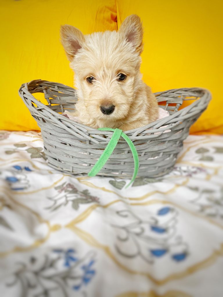 Femelle Collier Vert