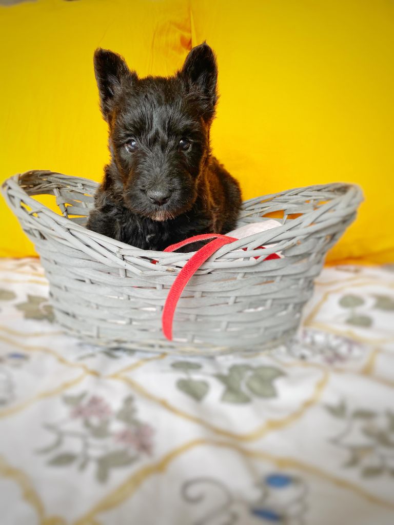 Femelle Collier Rouge