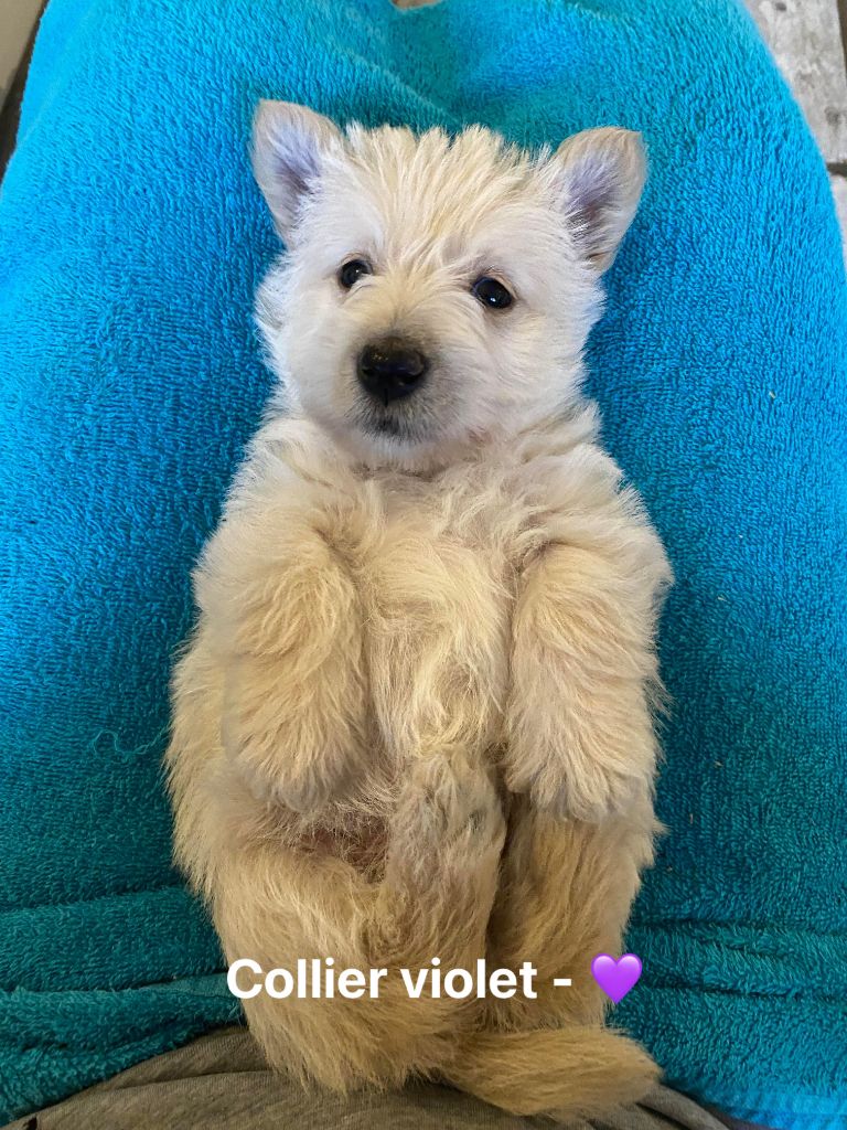 Femelle Collier Violet