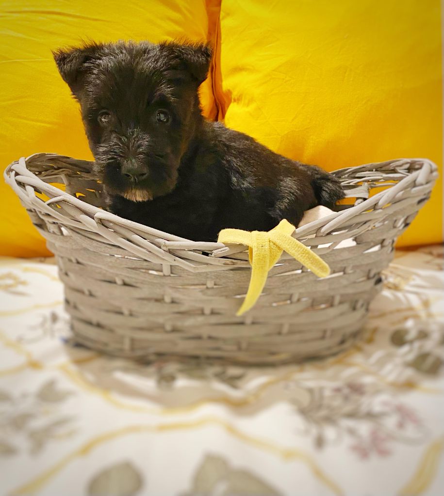 Femelle Collier Jaune