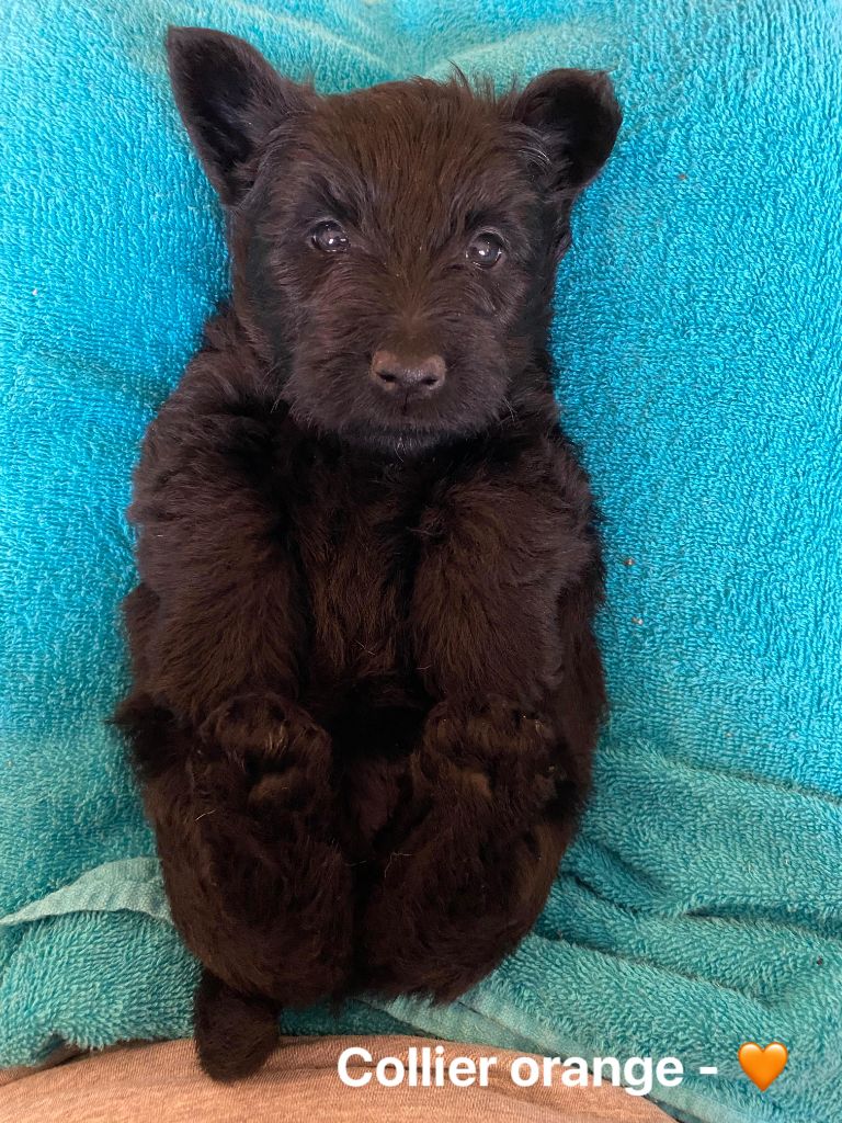 Femelle Collier Orange