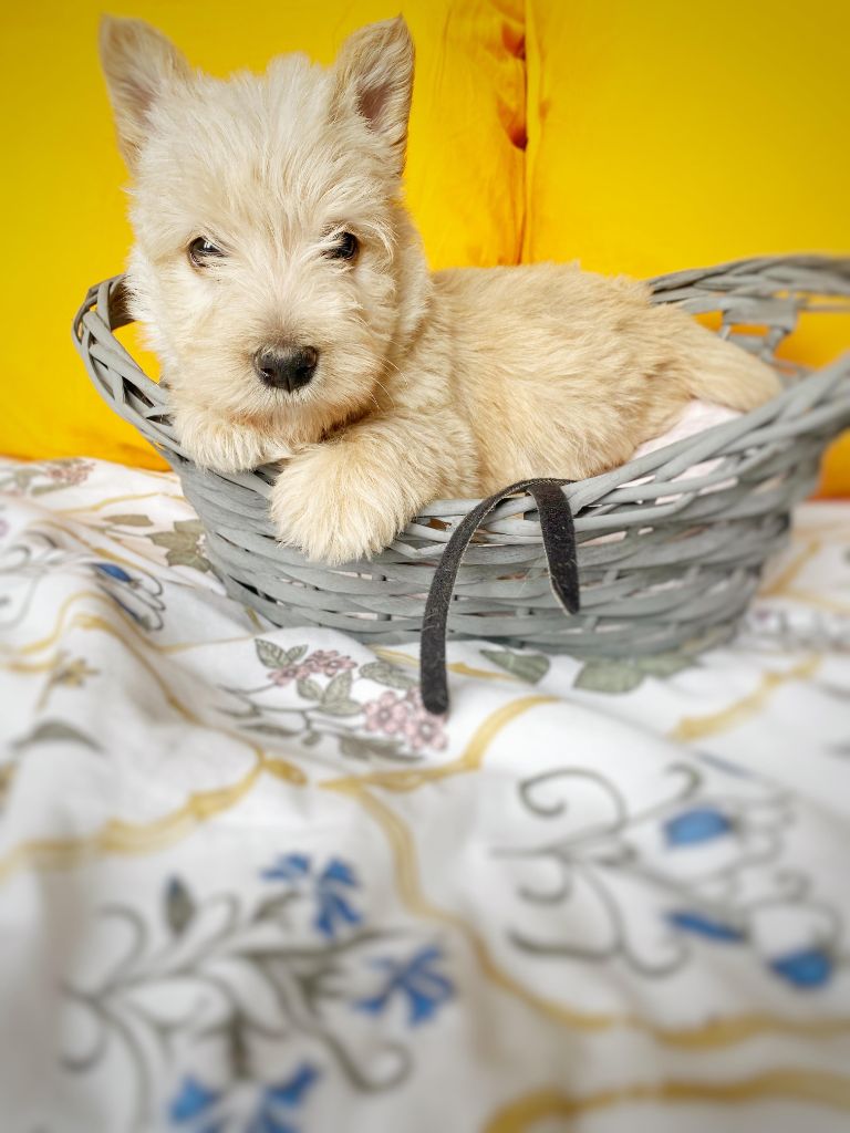 Femelle Collier Noir