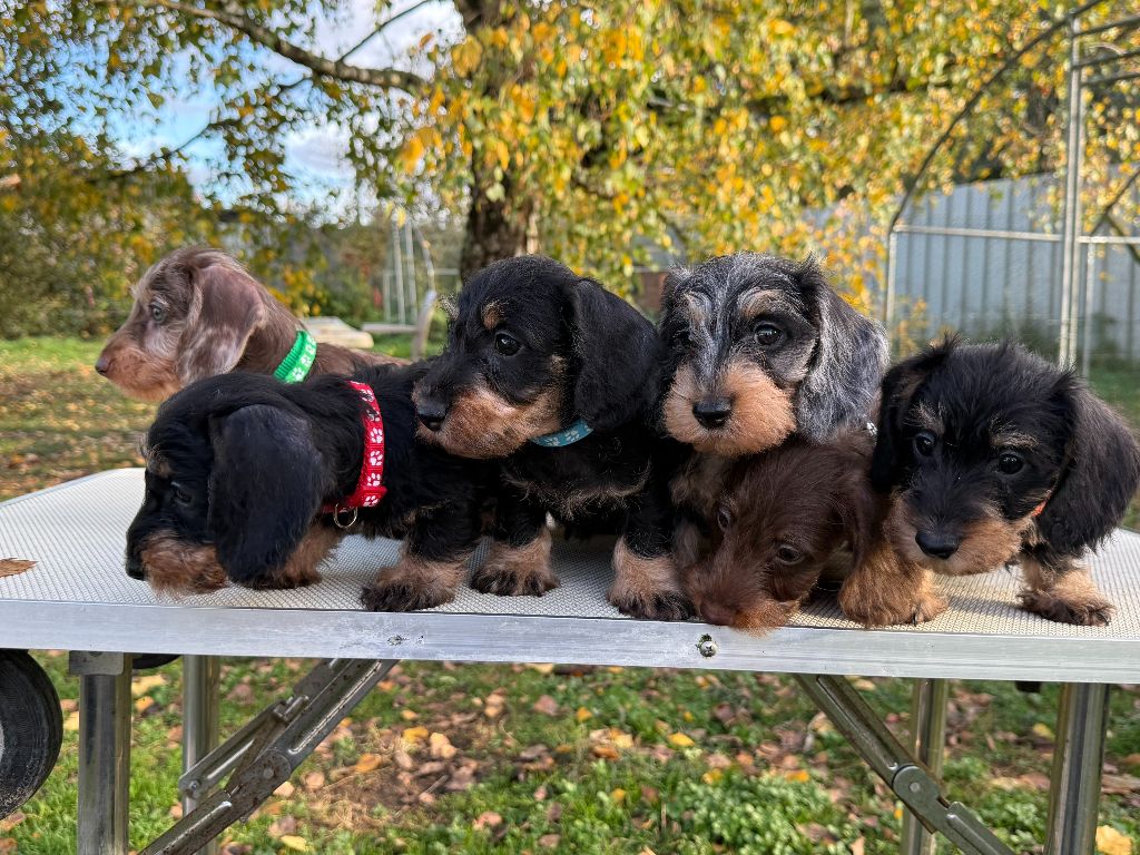 Teckel poil dur - Gabéric's