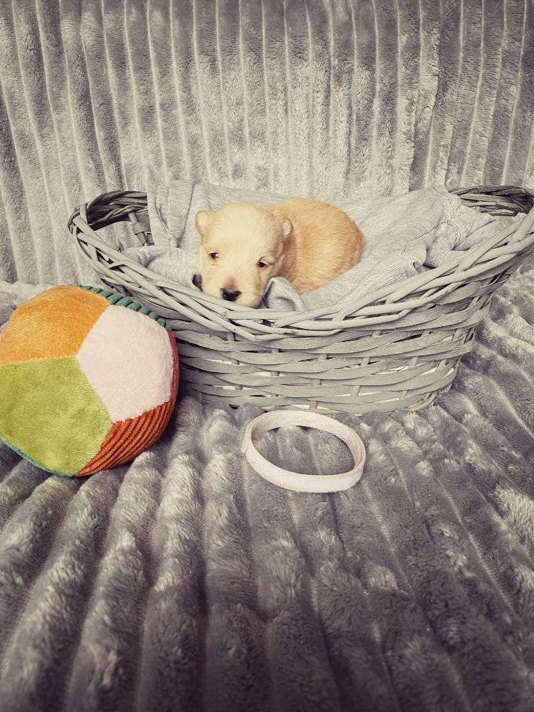 Femelle Collier Blanc