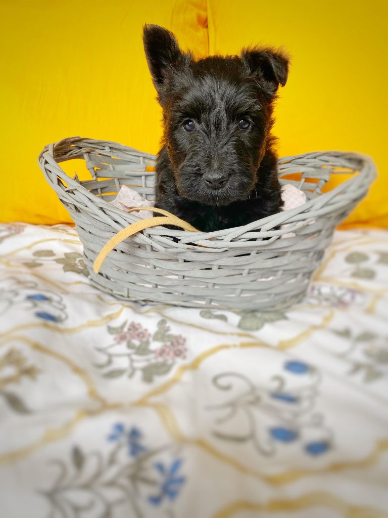 Femelle Collier Orange