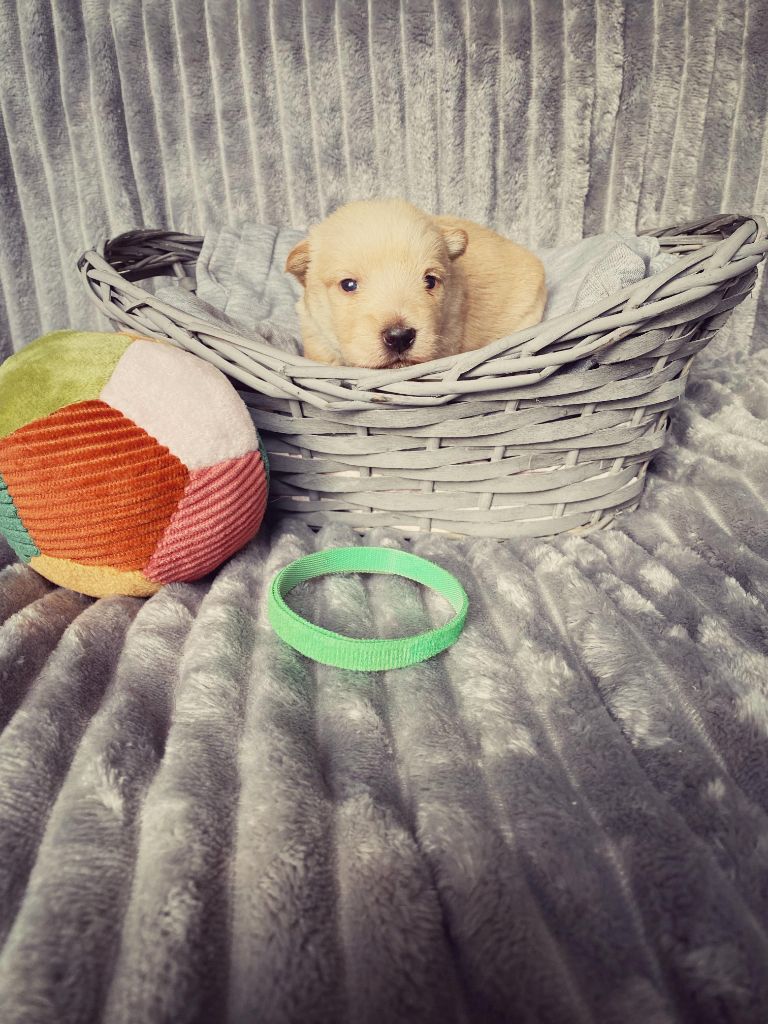 Femelle Collier Vert