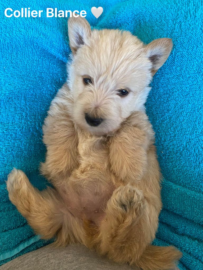 Femelle Collier Blanc