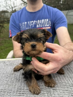 Les chiots de Yorkshire Terrier