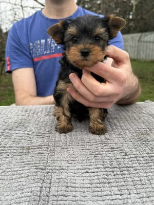Les chiots de Yorkshire Terrier