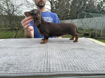 Collier Fushia - Teckel poil ras