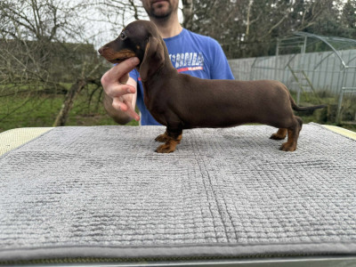 Les chiots de Teckel poil ras