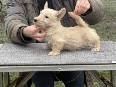 Les chiots de Scottish Terrier