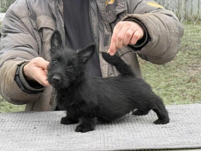 Les chiots de Scottish Terrier