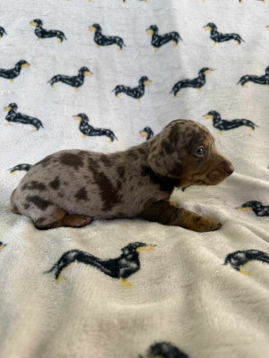 Les chiots de Teckel poil ras