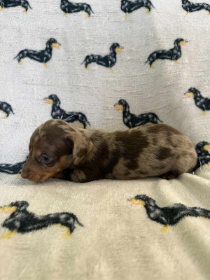 Les chiots de Teckel poil ras