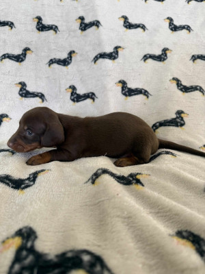 Les chiots de Teckel poil ras