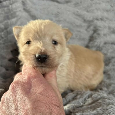 Les chiots de Scottish Terrier