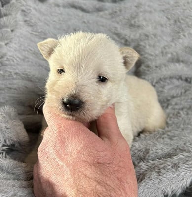 Les chiots de Scottish Terrier
